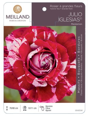 JULIO IGLESIAS ® Meistemon Rosier à grandes fleurs
