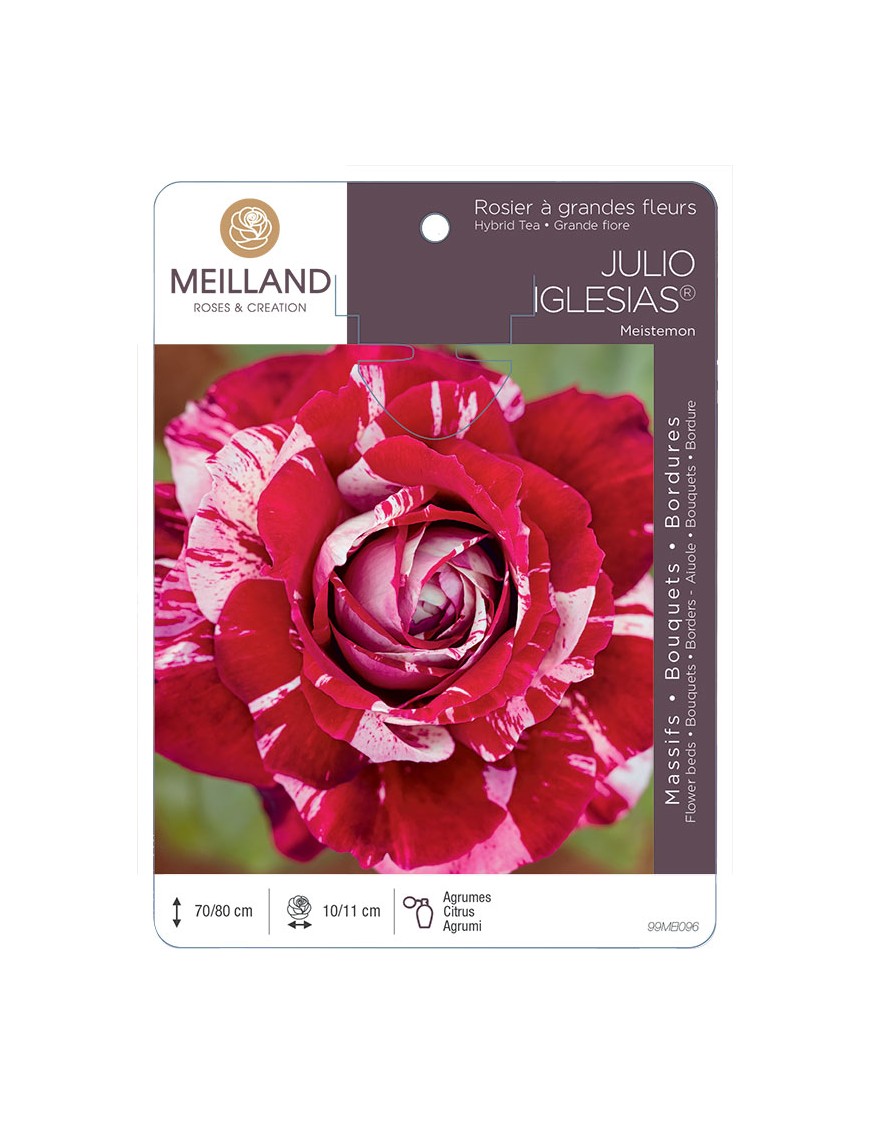 JULIO IGLESIAS ® Meistemon Rosier à grandes fleurs