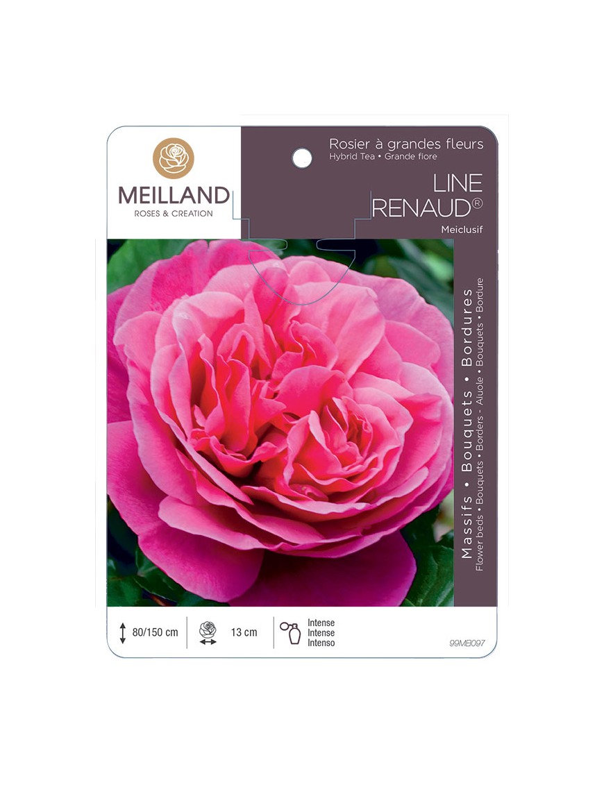 LINE RENAUD ® Meiclusif Rosier à grandes fleurs