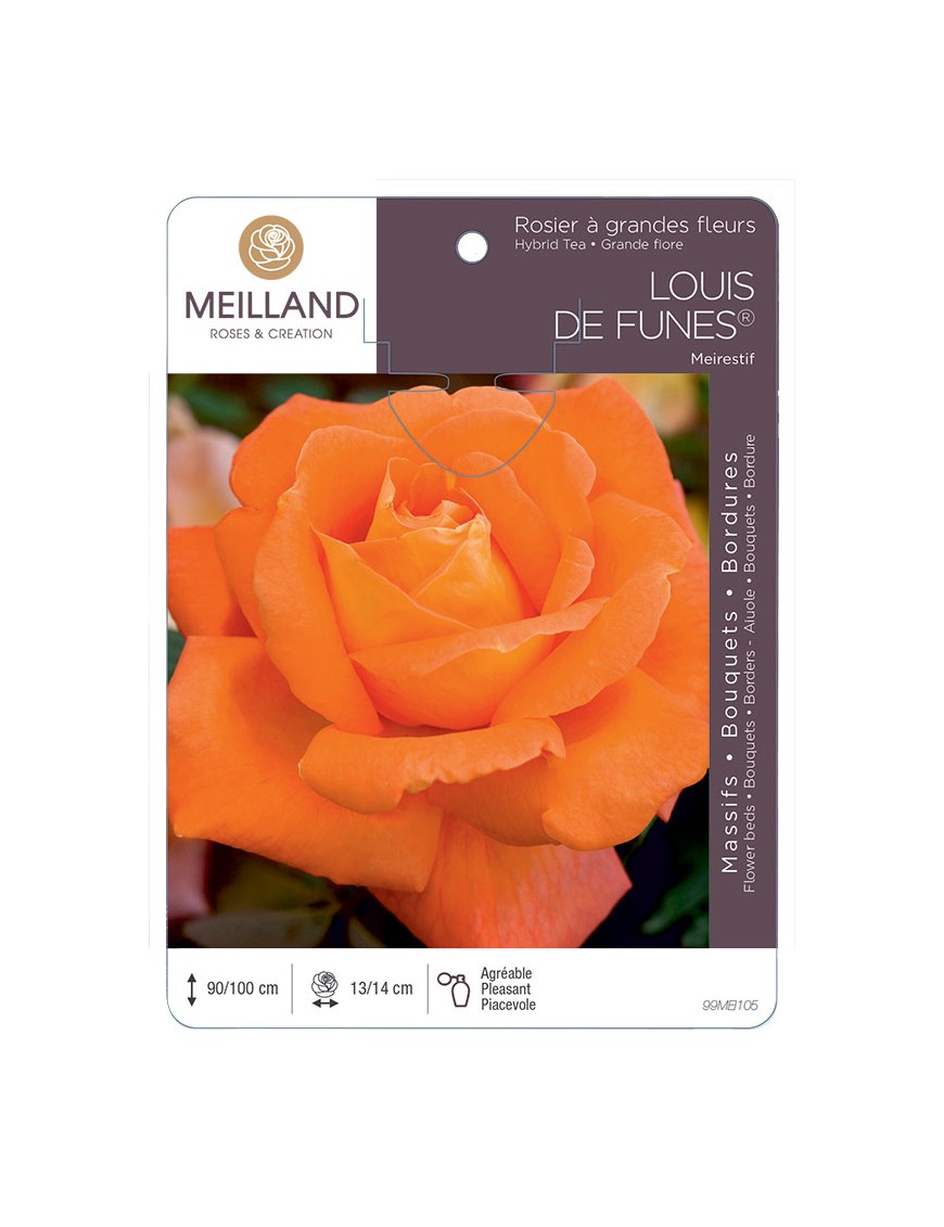 LOUIS DE FUNÈS ® Meirestif Rosier à grandes fleurs