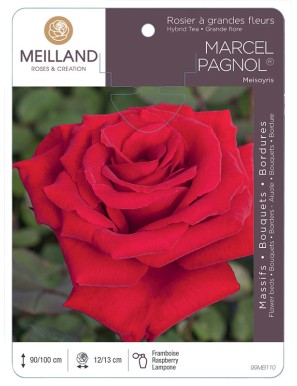 MARCEL PAGNOL ® Meisoyris Rosier à grandes fleurs