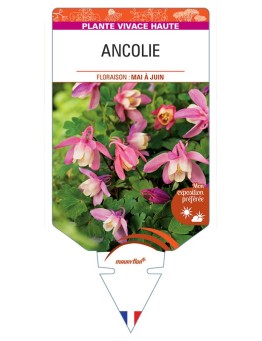 ANCOLIE (rose/blanc) *