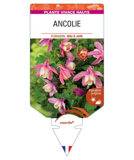 ANCOLIE (rose/blanc) *