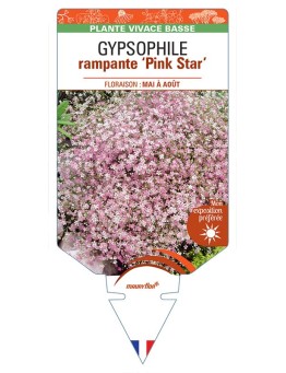 GYPSOPHILA repens 'Pink Star' *