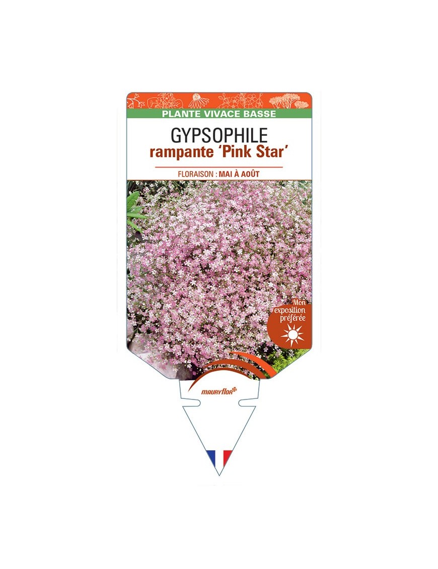 GYPSOPHILA repens 'Pink Star' *