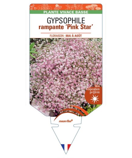GYPSOPHILA repens 'Pink Star' *
