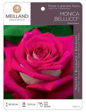 MONICA BELLUCCI ® Meimonkeur Rosier à grandes fleurs