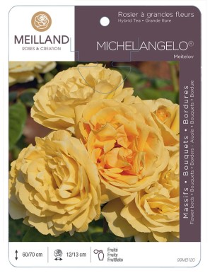 MICHELANGELO ® Meitelov Rosier à grandes fleurs