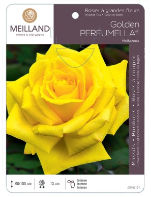 Golden PERFUMELLA ® Meifazeda Rosier à grandes fleurs