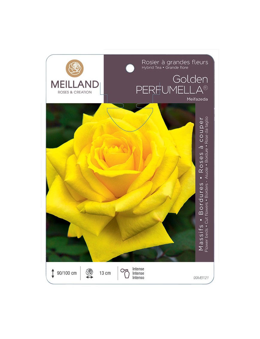 Golden PERFUMELLA ® Meifazeda Rosier à grandes fleurs