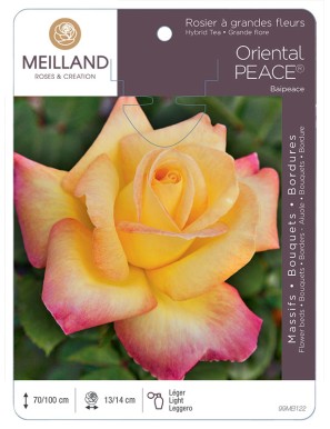 ORIENTAL PEACE ® Baipeace Rosier à grandes fleurs