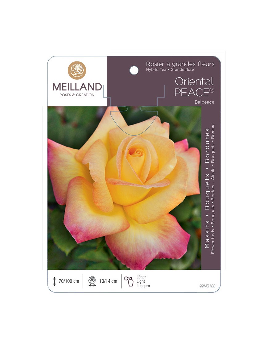 ORIENTAL PEACE ® Baipeace Rosier à grandes fleurs