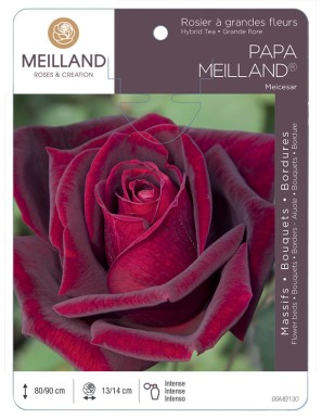 PAPA MEILLAND ® Meicesar Rosier à grandes fleurs