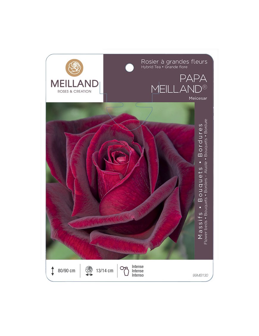 PAPA MEILLAND ® Meicesar Rosier à grandes fleurs