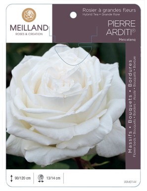 PIERRE ARDITI ® Meicalanq Rosier à grandes fleurs