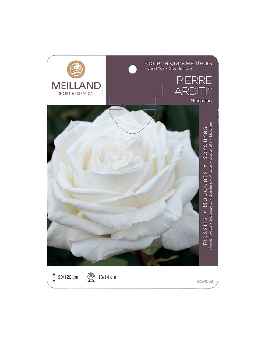 PIERRE ARDITI ® Meicalanq Rosier à grandes fleurs
