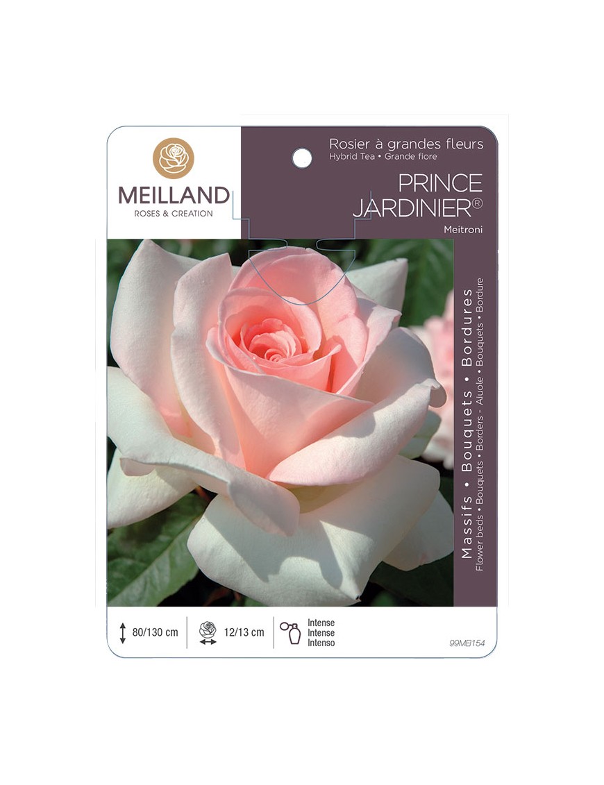PRINCE JARDINIER ® Meitroni Rosier à grandes fleurs