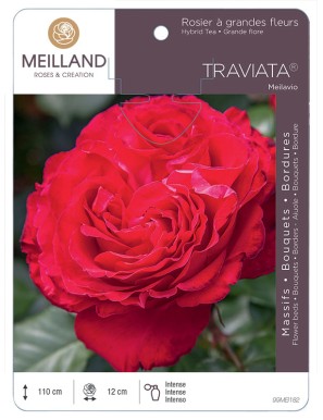 TRAVIATA ® Meilavio Rosier à grandes fleurs
