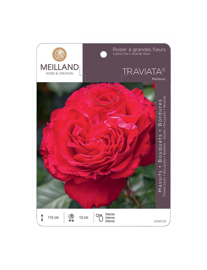 TRAVIATA ® Meilavio Rosier à grandes fleurs