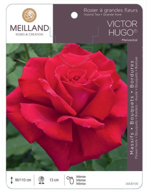 VICTOR HUGO ® Meivestal Rosier à grandes fleurs