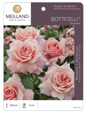 BOTTICELLI ® Meisylpho Rosier à massifs