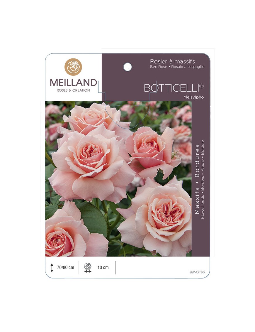 BOTTICELLI ® Meisylpho Rosier à massifs