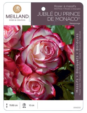 JUBILÉ DU PRINCE DE MONACO ® Meisponge Rosier à massifs
