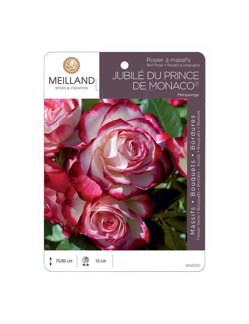 JUBILÉ DU PRINCE DE MONACO ® Meisponge Rosier à massifs