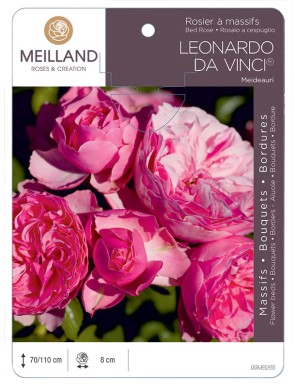 LÉONARDO DA VINCI ® Meideauri Rosier à massifs