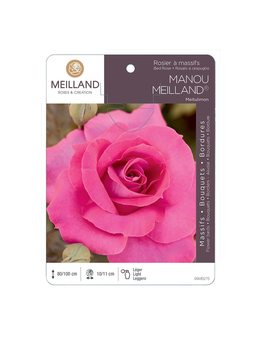 MANOU MEILLAND ® Meitulimon Rosier à massifs