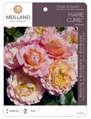 MARIE CURIE ® Meilomit Rosier à massifs