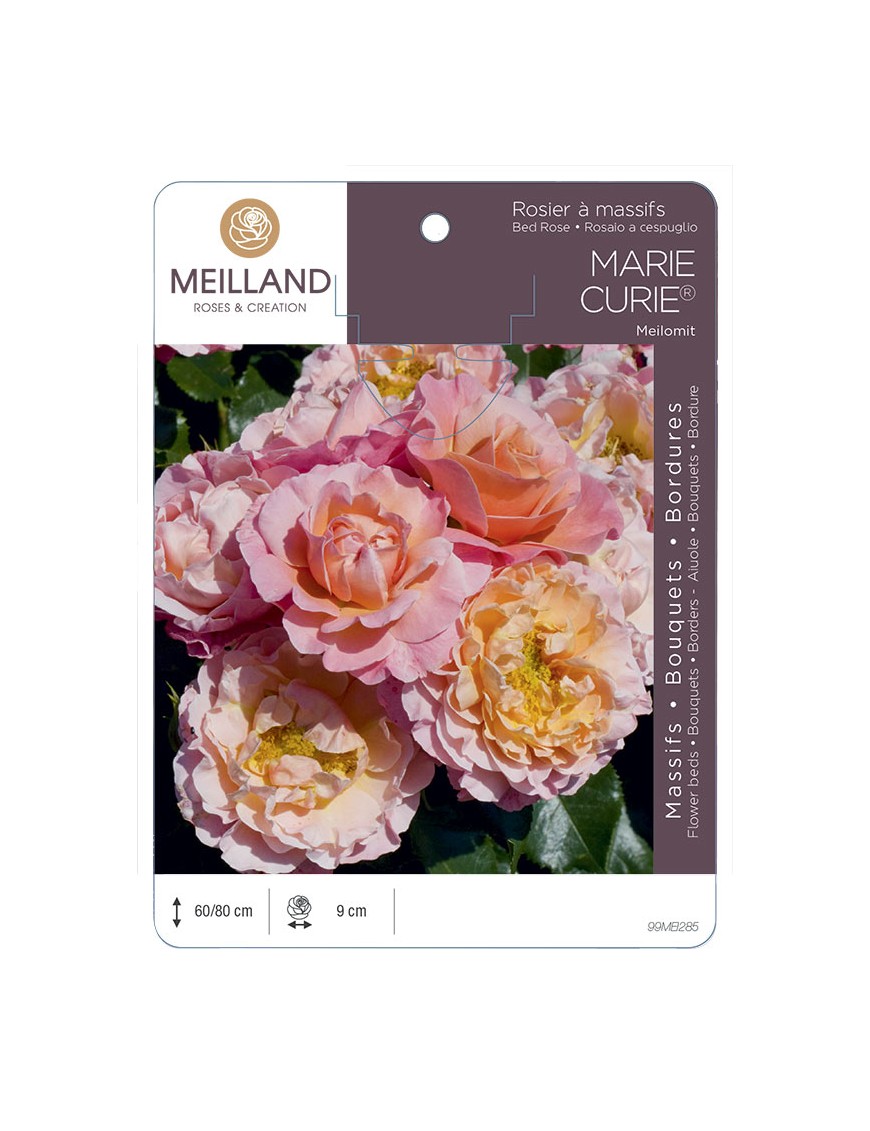 MARIE CURIE ® Meilomit Rosier à massifs