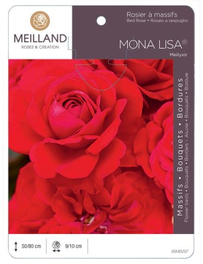 MONA LISA ® Meilyxir Rosier à massifs