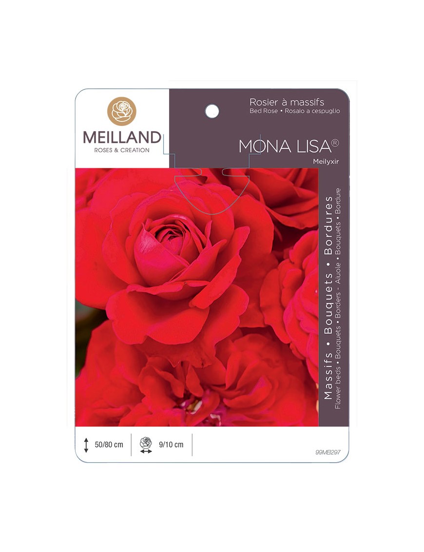 MONA LISA ® Meilyxir Rosier à massifs