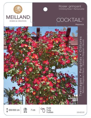 COCKTAIL ® Meimick Rosier grimpant