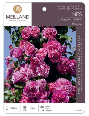 INES SASTRE ® Meiteratol Rosier grimpant