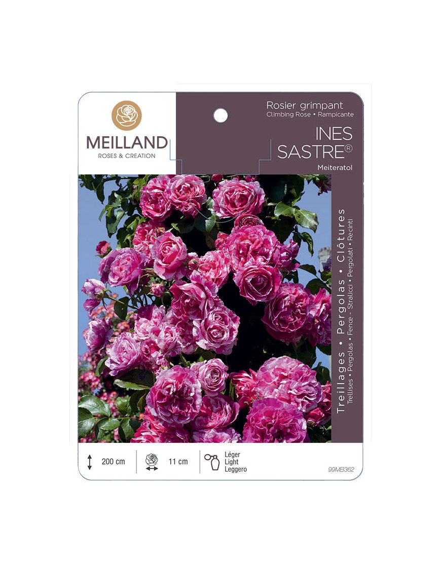 INES SASTRE ® Meiteratol Rosier grimpant