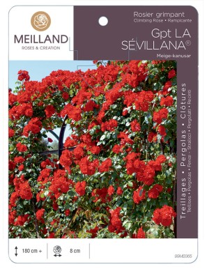 LA SÉVILLANA ® Meige-kanusar Rosier grimpant