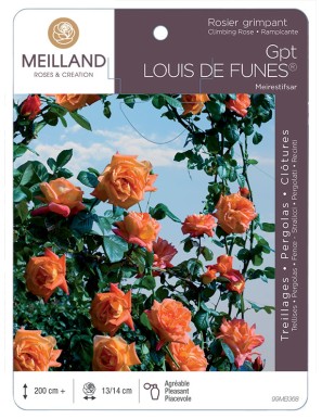 LOUIS DE FUNES ® Meirestifsar Rosier grimpant