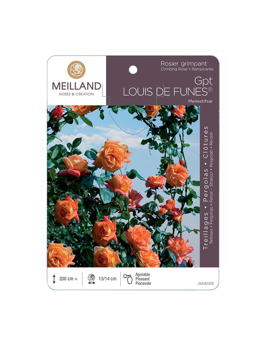 LOUIS DE FUNES ® Meirestifsar Rosier grimpant