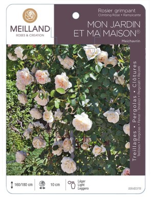 MON JARDIN ET MA MAISON ® Meichavrin Rosier grimpant
