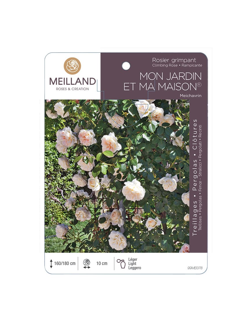 MON JARDIN ET MA MAISON ® Meichavrin Rosier grimpant