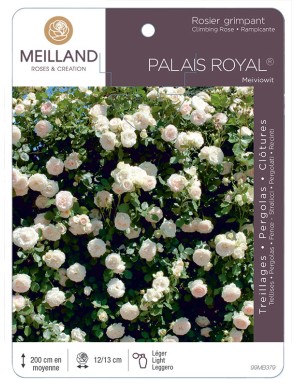 PALAIS ROYAL ® Meiviowit Rosier grimpant