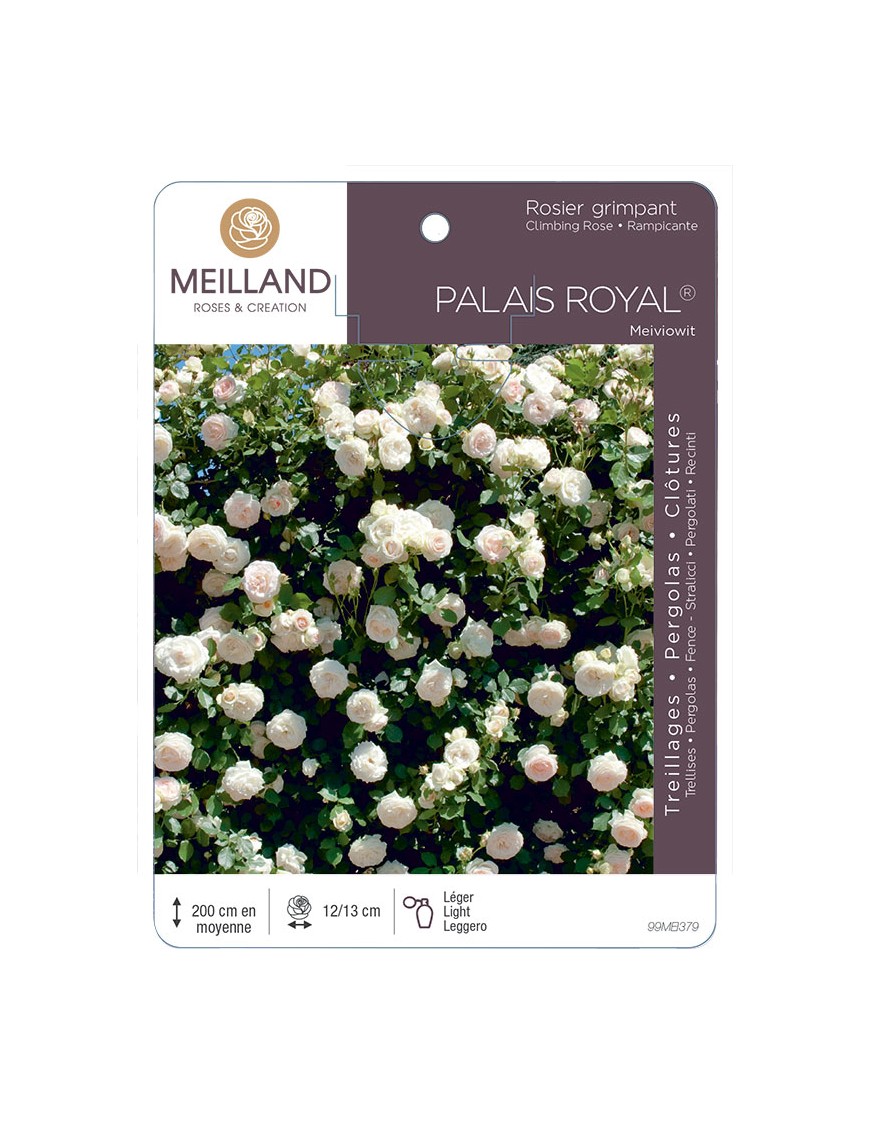 PALAIS ROYAL ® Meiviowit Rosier grimpant