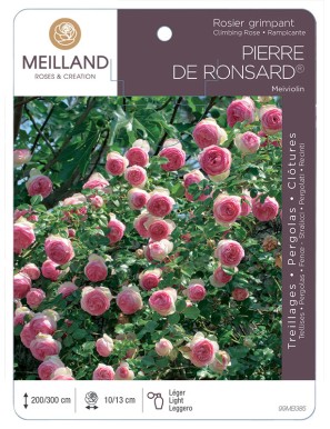 PIERRE DE RONSARD ® Meiviolin Rosier grimpant