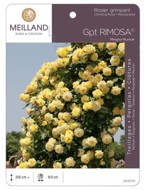RIMOSA ® Meigro-Nurisar Rosier grimpant