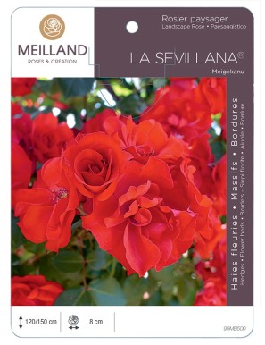LA SÉVILLANA ® Meigekanu Rosier paysager