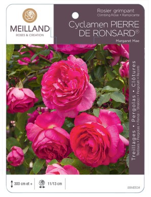 CYCLAMEN PIERRE DE RONSARD ® Margaret Mae Rosier grimpant