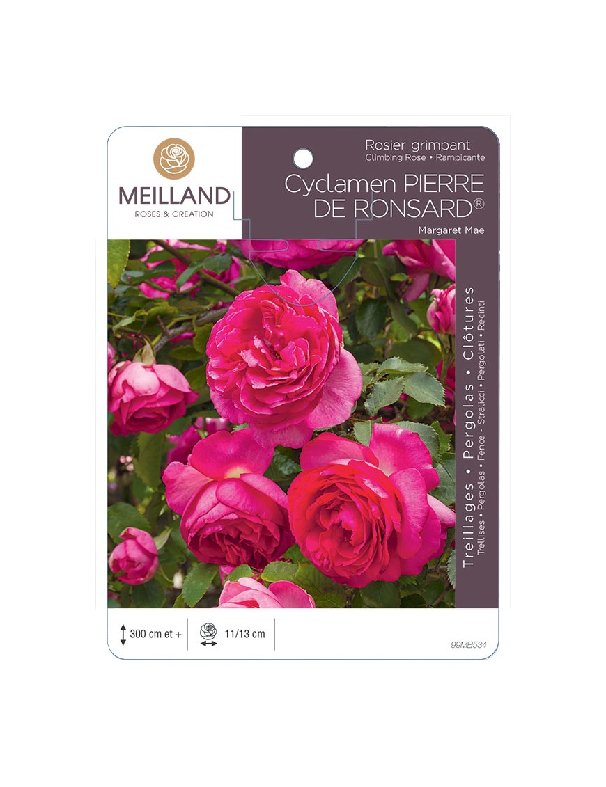 CYCLAMEN PIERRE DE RONSARD ® Margaret Mae Rosier grimpant