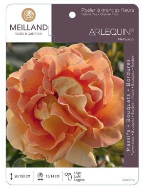 ARLEQUIN ® Meihyago Rosier à grandes fleurs